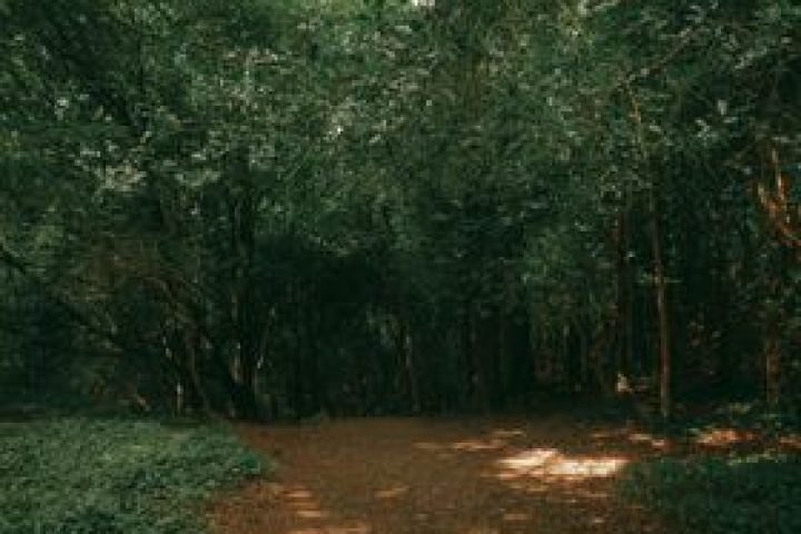 Tranquil forest pathway with sunlight filtering through lush trees, illustrating natural beauty.